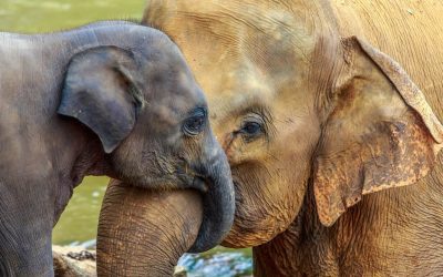 Científicos observan un misterioso ritual: elefantes asiáticos entierran a su cría muerta