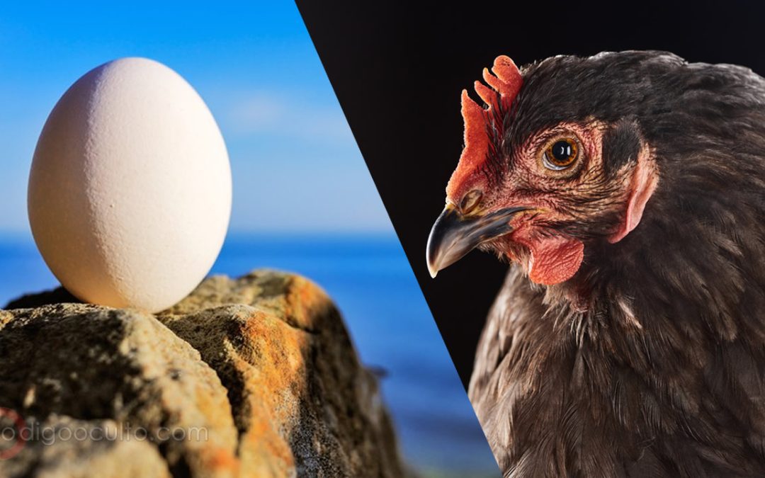 Científicos responden por fin a la pregunta de qué fue primero: ¿el huevo o la gallina?