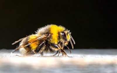 Abejas poseen inteligencia colectiva, como los humanos, y enseñan las soluciones aprendidas a otras abejas