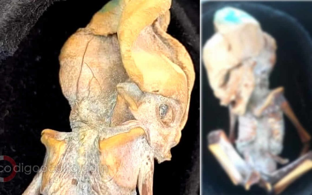 Hallada en Colombia una pequeña momia con un número anormal de costillas y cráneo alargado
