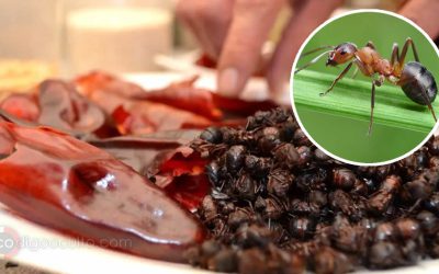 Olvida la sal y pimienta, las hormigas comestibles podrían convertirse en el nuevo condimento