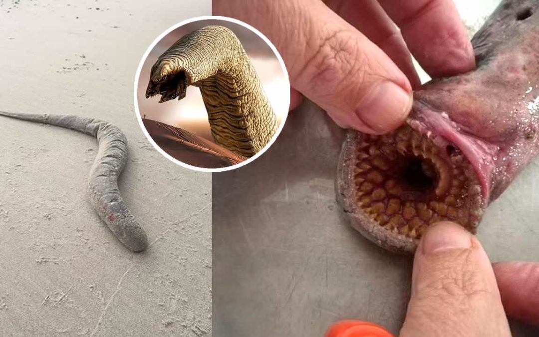 ¿El verdadero gusano de “Dune”? Encuentran una criatura con la boca llena de dientes arremolinados en playa de Inglaterra