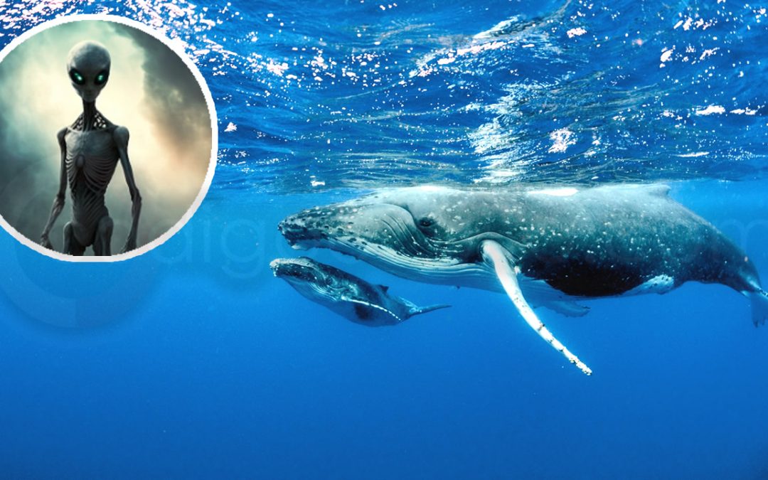 Científicos del Instituto SETI logran comunicarse por 20 minutos con una ballena jorobada