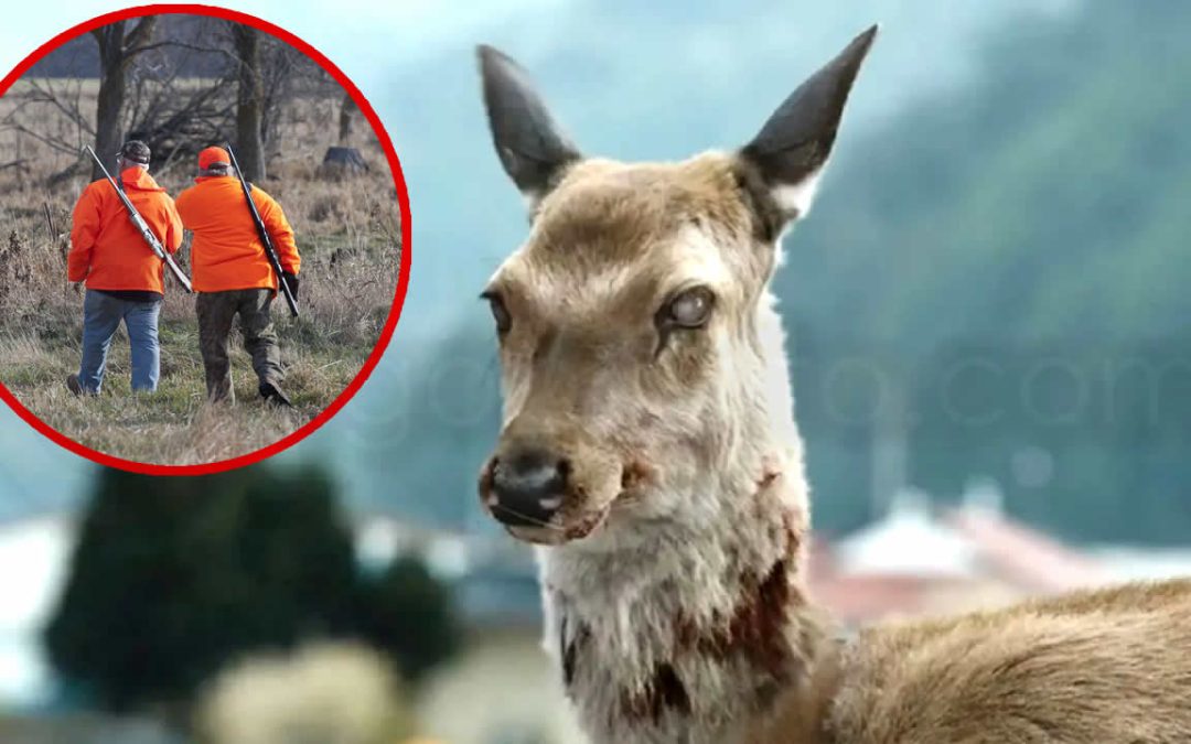 Dos cazadores en Estados Unidos mueren por extraña enfermedad: Sospechan de la “enfermedad del ciervo zombi”