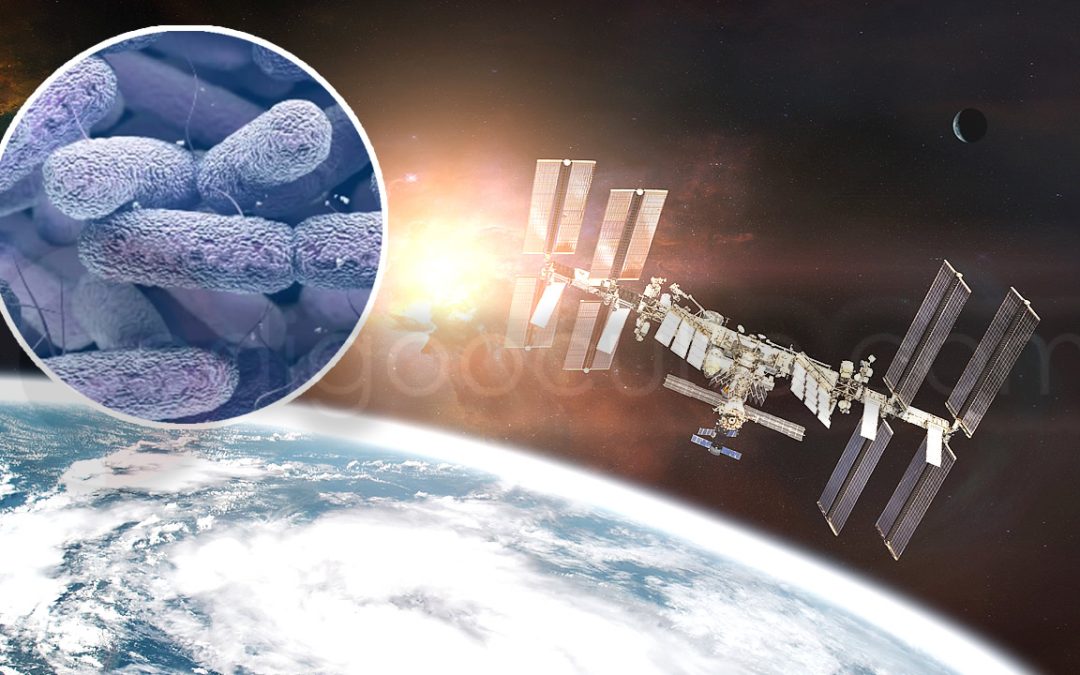 Investigadores encuentran una nueva bacteria mutante que prospera en el espacio