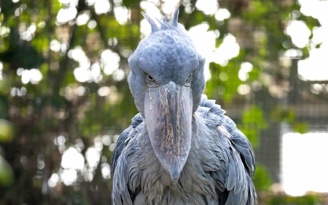 Picozapato: un ave africana de tamaño humano que come cocodrilos y elimina a sus hermanos