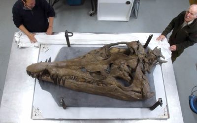 Pliosaurio: Descubren cráneo de “monstruo marino” gigante de 150 millones de años