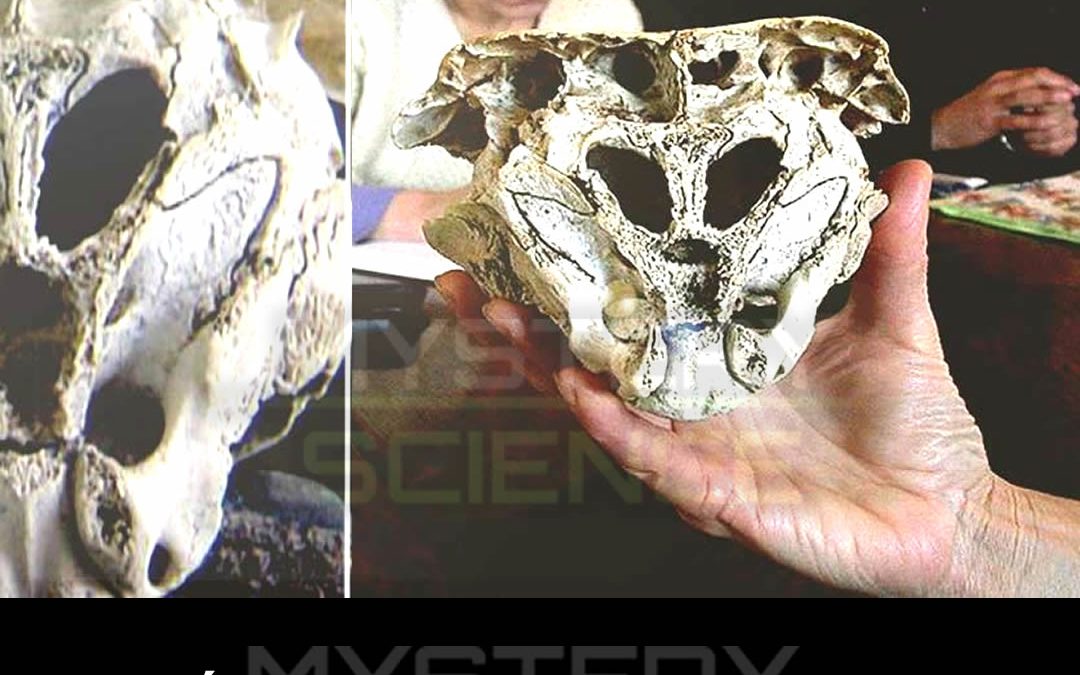 El misterio del cráneo de Rhodope