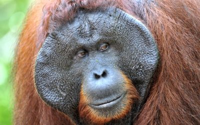 Científicos a punto de descifrar el “lenguaje secreto” de los orangutanes