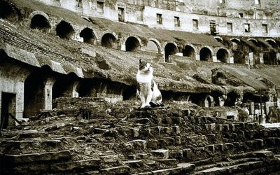 La presencia felina en el imperio romano
