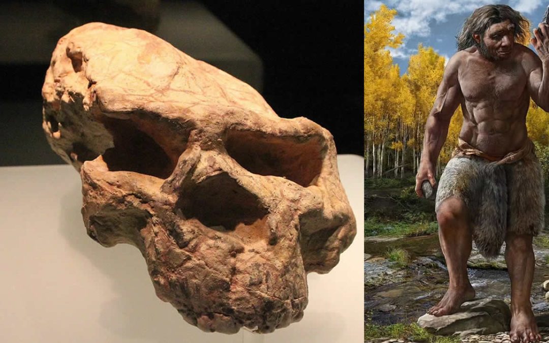 Cráneo de un millón de años hallado en China podría pertenecer al “Hombre Dragón”