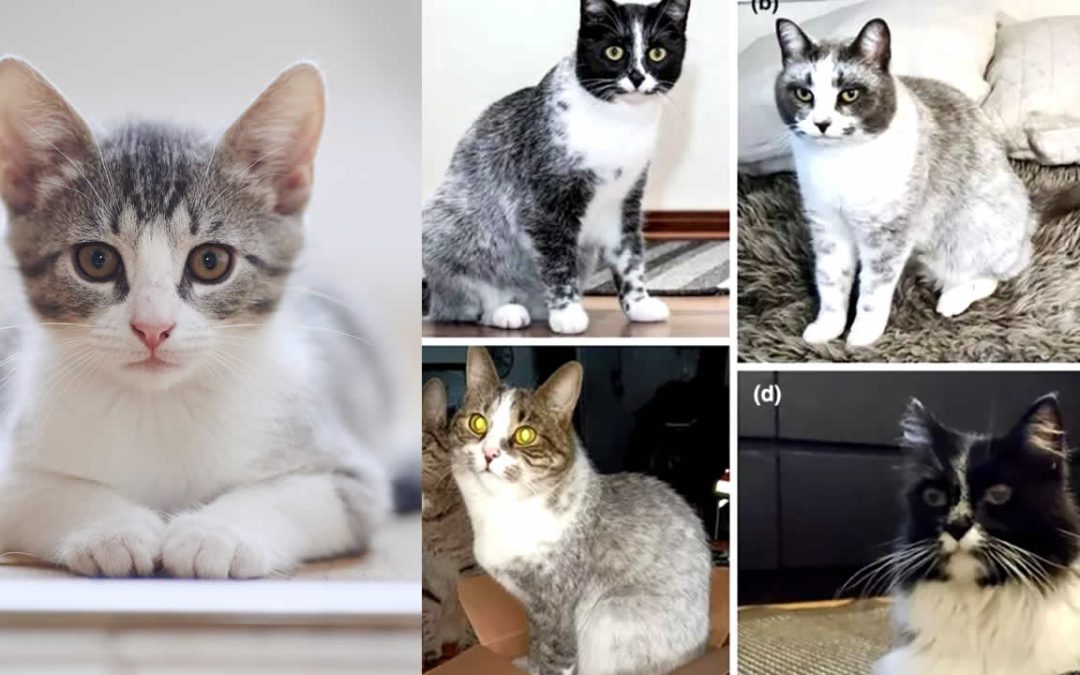 Mutación da como resultado un nuevo tipo de gato, afirman científicos