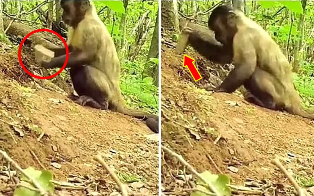 Observan a monos utilizando palos y piedras como herramientas en Brasil