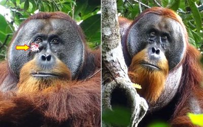 Orangután trata su propia herida con una planta medicinal. ¡Se cicatrizó en pocos días!