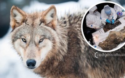 Un lobo que vivió hace 44.000 años y con su dentadura intacta es extraído del permafrost en Siberia