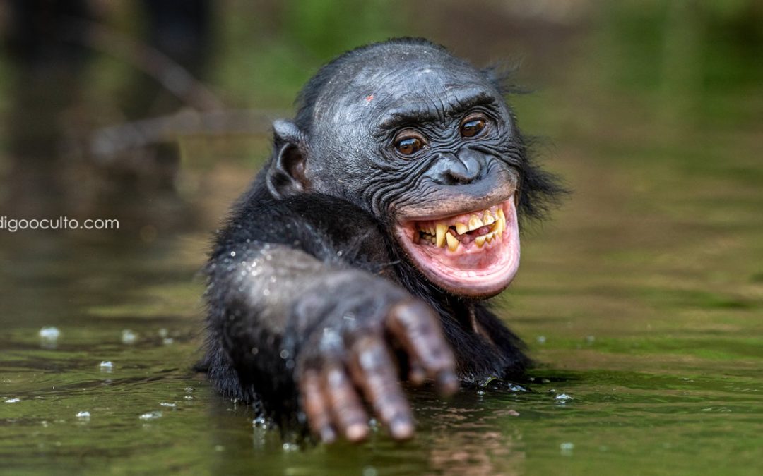 El ADN del humano es 98% idéntico al del chimpancé, ¿por qué somos tan diferentes?