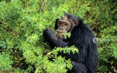 Chimpancés utilizan plantas medicinales para tratar enfermedades. Podrían ayudar a encontrar nuevos fármacos