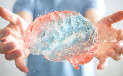Investigación encuentra una importante conexión entre el cerebro y la conciencia humana