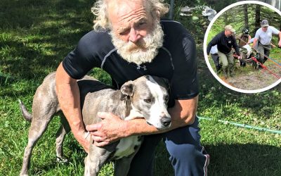 Perro héroe recorrió 6 km para salvar a su humano que sufrió un accidente automovilístico