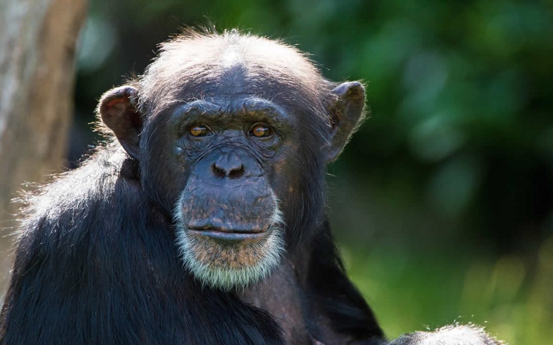 Chimpancés pueden hablar, revela un nuevo análisis a imágenes de hace décadas