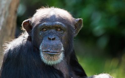 Chimpancés pueden hablar, revela un nuevo análisis a imágenes de hace décadas