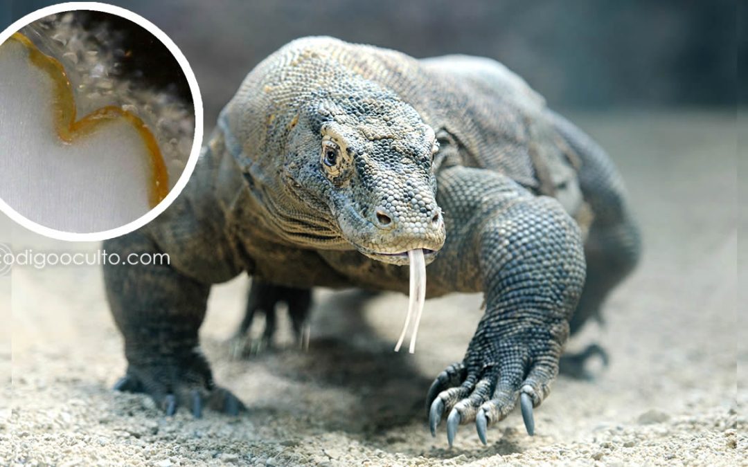 Dientes del Dragón de Komodo están recubiertos de hierro que los hace más afilados, descubre investigación