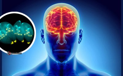 Desarrollan parásito modificado genéticamente para “controlar la mente” e introducir fármacos en el cerebro
