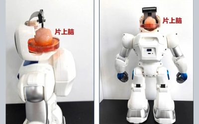 Científicos chinos crean un robot “Frankenstein” con cerebro humano