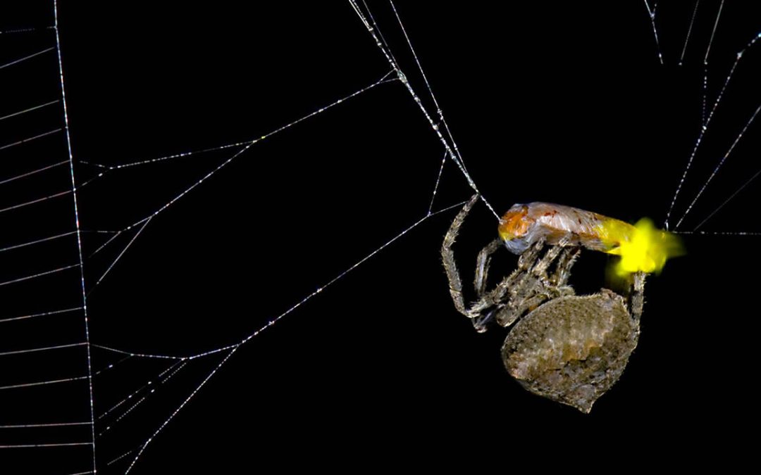 Esta araña manipula a las luciérnagas para atrapar más presas