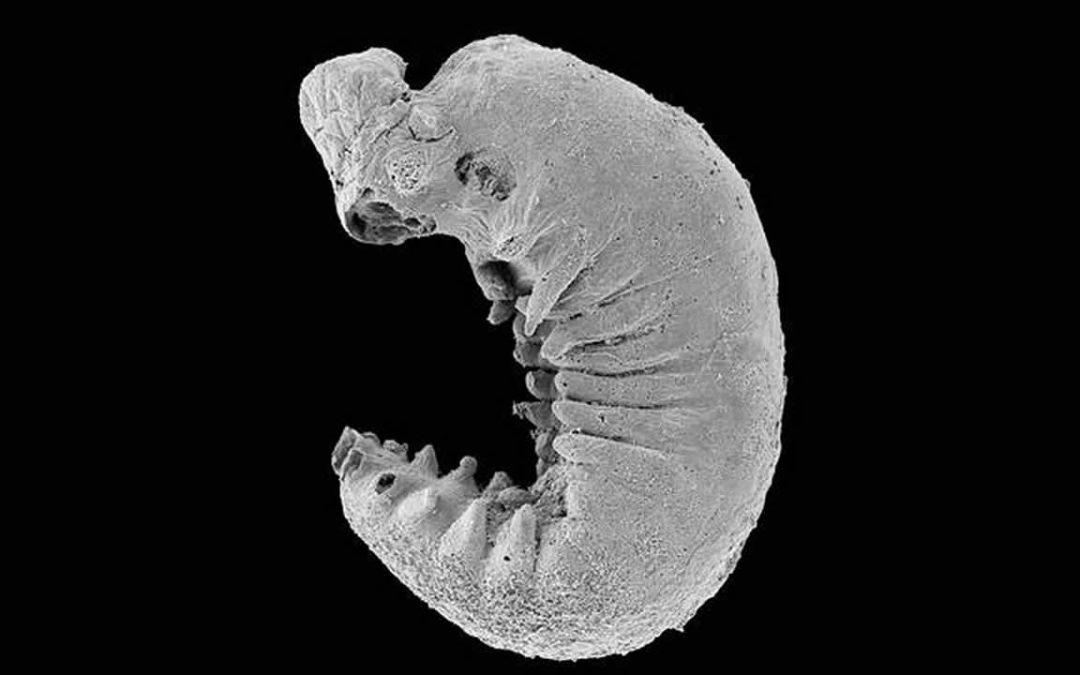 Descubren larva fosilizada de 520 millones de años con el cerebro y las vísceras conservados