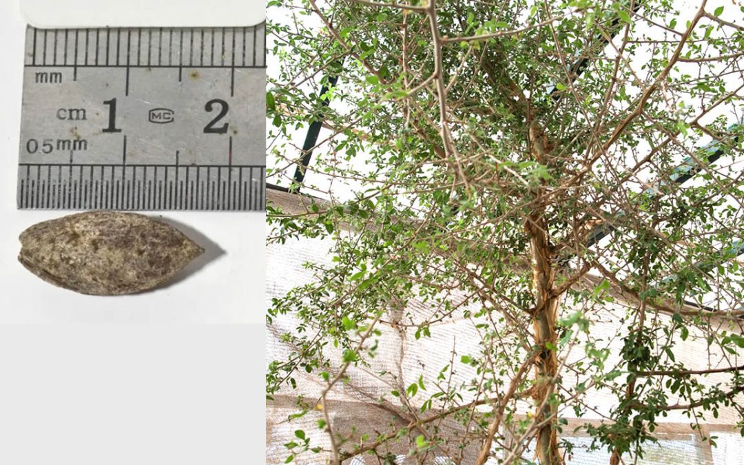 Reviven un árbol mencionado en la Biblia utilizando una semilla de 1.000 años encontrada en el desierto de Judea