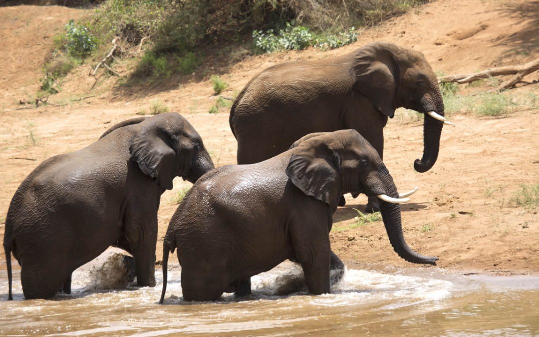 El “Internet de los animales” podría revelar fenómenos desconocidos de la vida salvaje