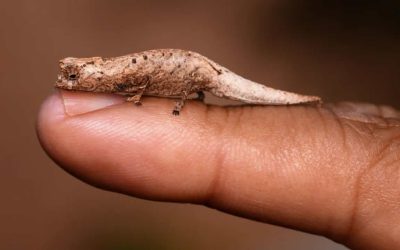 Descubren nueva especie de camaleón diminuto en Madagascar