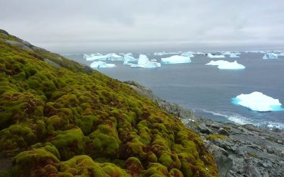 Antártida se está volviendo verde a un ritmo espectacular: se multiplicó por diez en los últimos 40 años