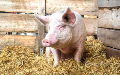 Científicos reviven el cerebro de un cerdo casi una hora después de morir