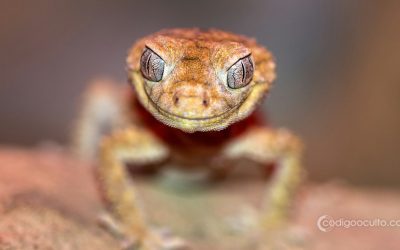 Descubren un “sexto sentido” oculto de los Geckos y podría revelar el potencial extrasensorial humano