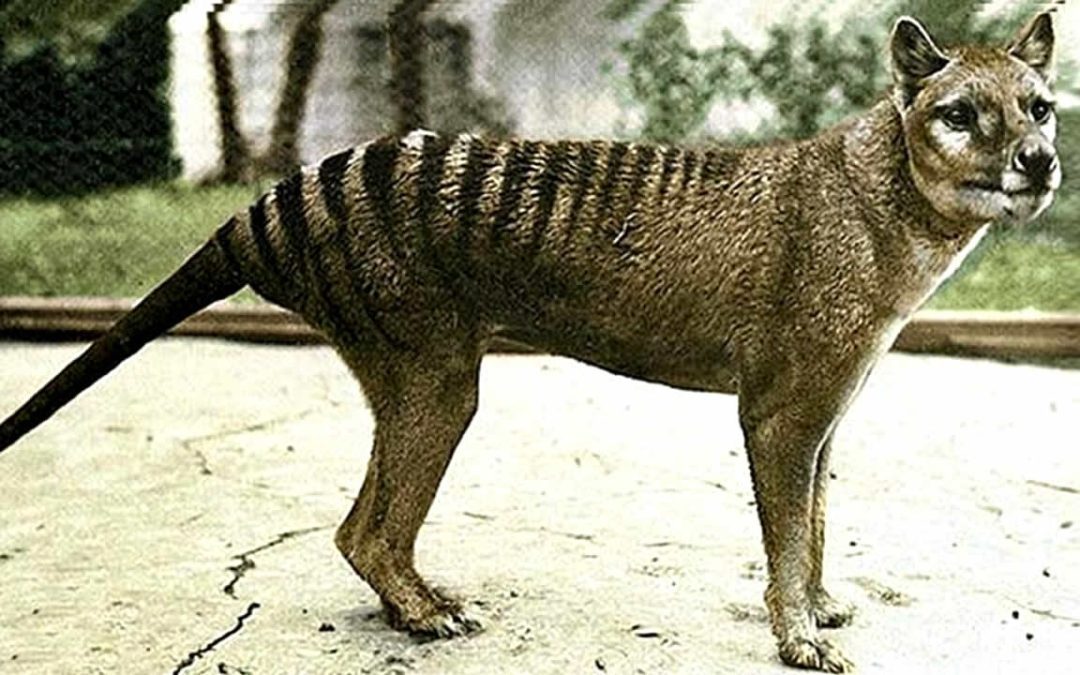 Compañía afirma tener “casi completo el genoma del Tigre de Tasmania” y pretende revivirlo