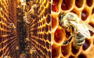 Abejas construyen sus colmenas con una “simetría inteligente” para combatir el calor