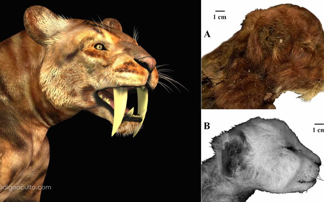 Hallan un “gatito” dientes de sable de 37.000 años y perfectamente conservado en el permafrost siberiano