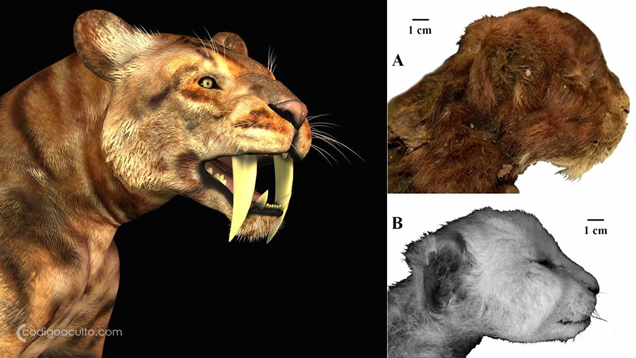 Hallan un "gatito" dientes de sable de 37.000 años y perfectamente conservado en el permafrost siberiano