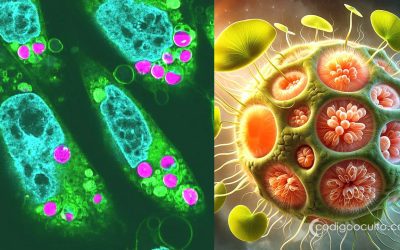 Científicos crean híbridos de planta y animal que son capaces de realizar fotosíntesis