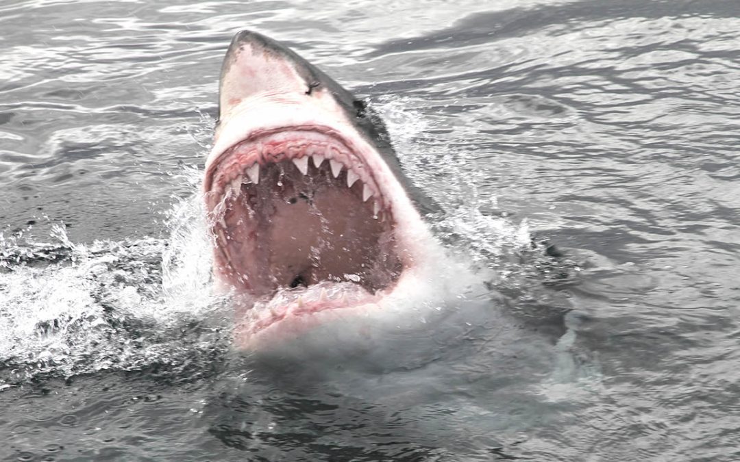 Tiburones blancos con cerebros agrandados están apareciendo muertos en playas del Atlántico