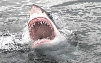 Tiburones blancos con cerebros agrandados están apareciendo muertos en playas del Atlántico