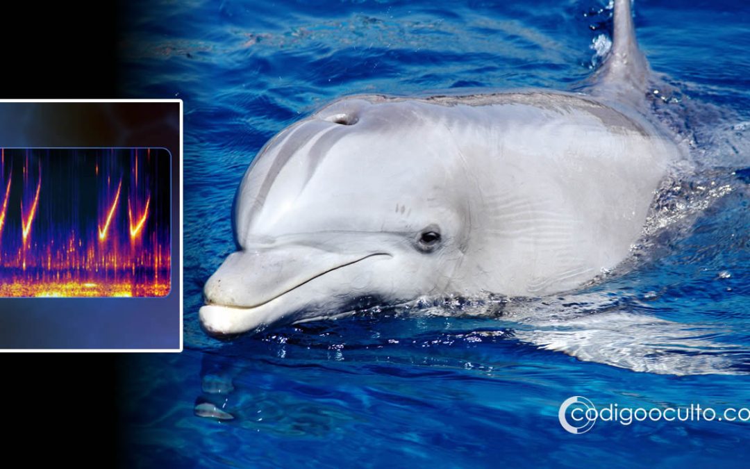 Google ha desarrollado un modelo de inteligencia artificial para comunicarse con los delfines