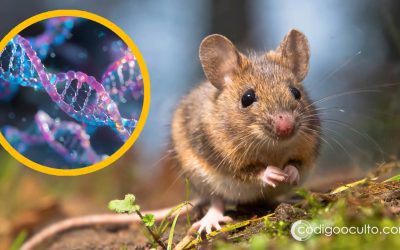 Insertaron ADN humano en ratones causando un crecimiento anormal del cerebro