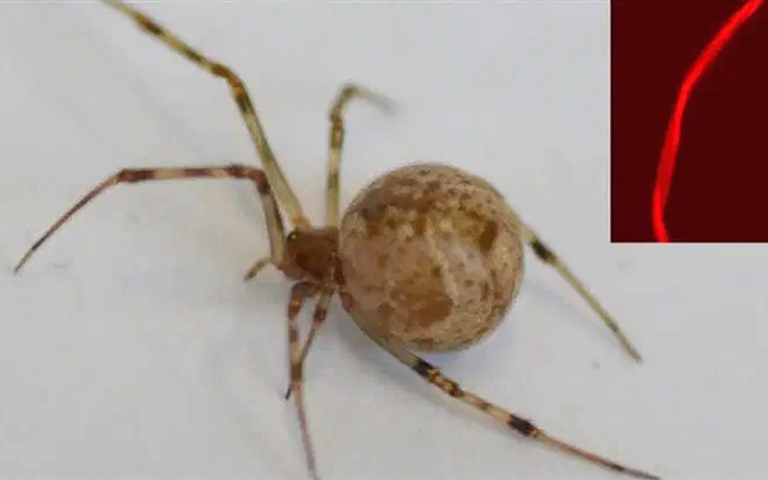 La primera araña del mundo editada genéticamente con CRISPR produce seda roja fluorescente