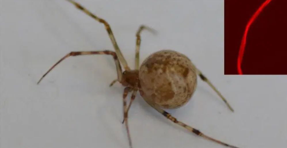 La araña común doméstica (Parasteatoda tepidariorum) investigada produjo seda fluorescente roja tras ser modificada genéticamente mediante CRISPR-Cas9.