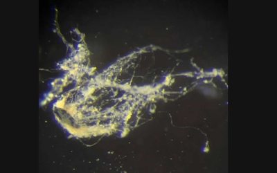 Científicos descubren un nuevo tipo de bacteria capaz de conducir electricidad como un “cable”