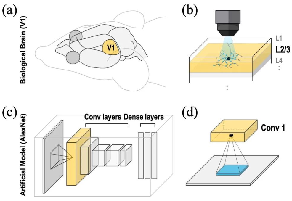 En la corteza visual del cerebro real, las neuronas están conectadas de forma amplia y fluida alrededor de un punto central, y la intensidad de la conexión varía gradualmente con la distancia (a, b). Esta conectividad espacial sigue una curva en forma de campana conocida como «distribución de Gauss», lo que permite al cerebro integrar la información visual no sólo del centro, sino también de las zonas circundantes. En cambio, las redes neuronales convolucionales (CNN) tradicionales procesan la información haciendo que las neuronas se centren en una región rectangular fija (por ejemplo, 3×3, 5×5, etc.) (c, d). Los filtros de las CNN se desplazan por una imagen a intervalos regulares, extrayendo la información de manera uniforme, lo que limita su capacidad para captar relaciones entre elementos visuales distantes o responder selectivamente en función de su importancia.