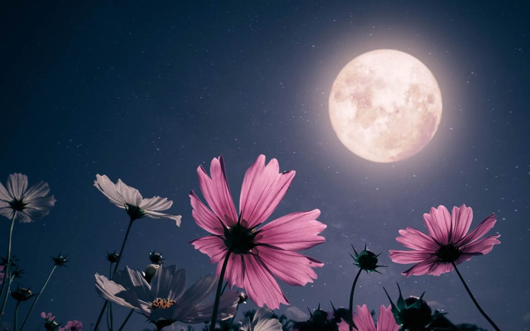 Luna de las Flores: mira la “microluna” este 12 de mayo